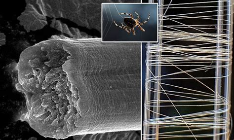 spider silk stronger than steel